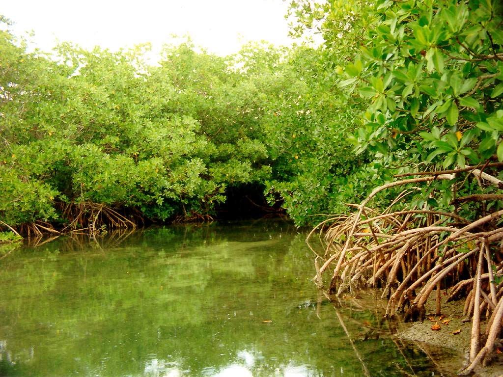 beach mangrove tree water