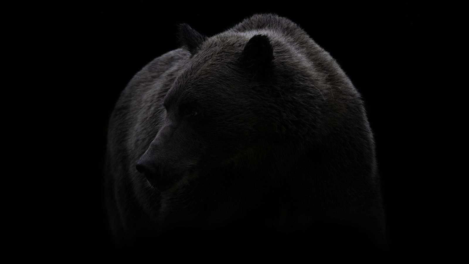 bear black and white brown wildlife photography 2k 4k