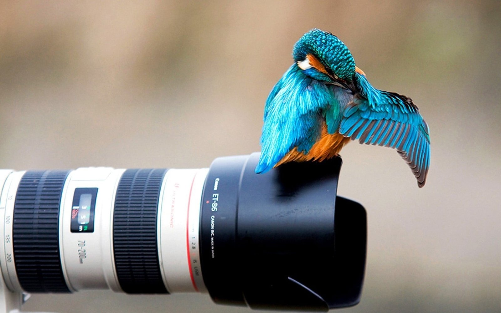 blue and orange bird animals nature birds kingfisher Canon 2k