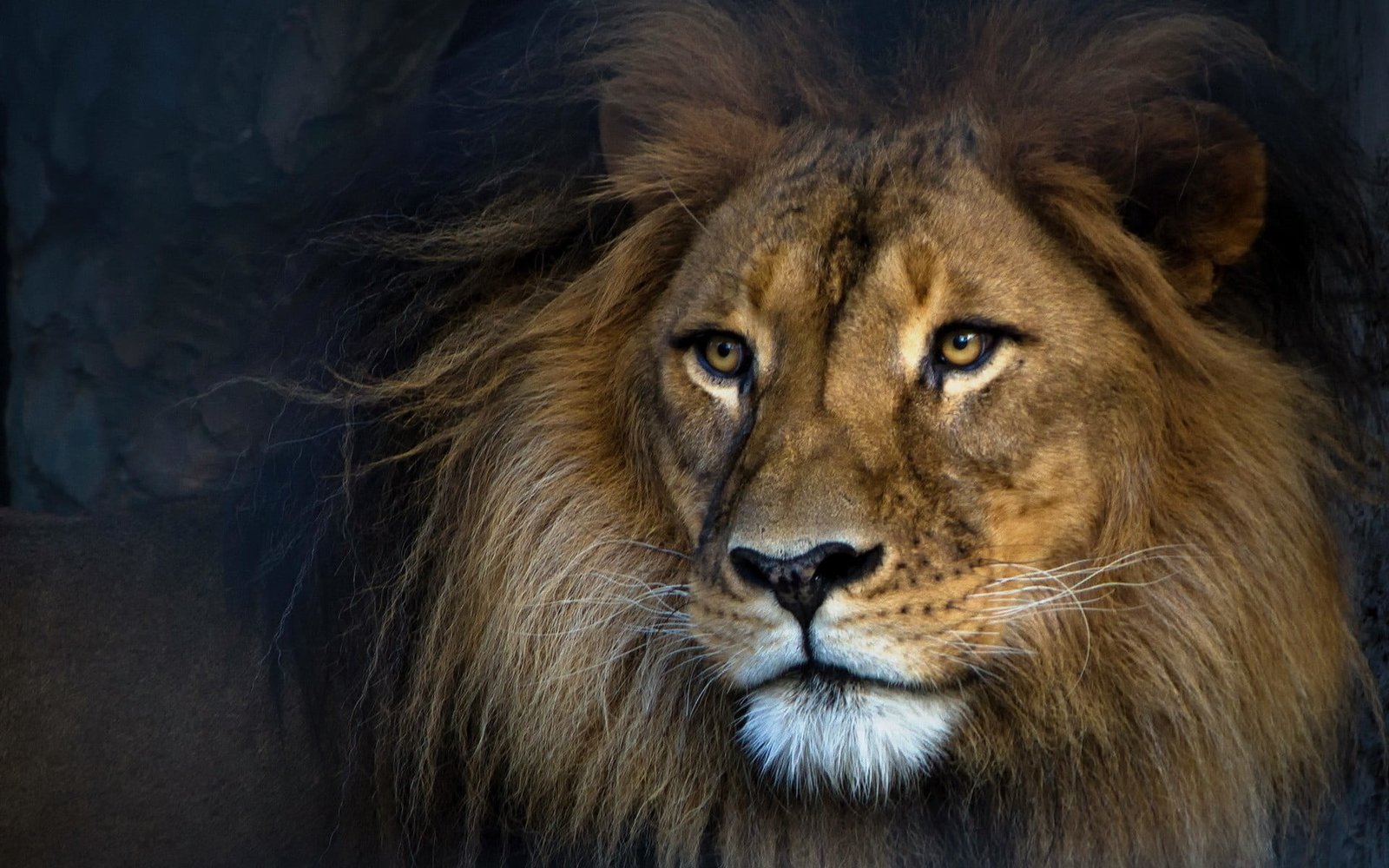 adult lion animals mammal feline animal wildlife one 2k
