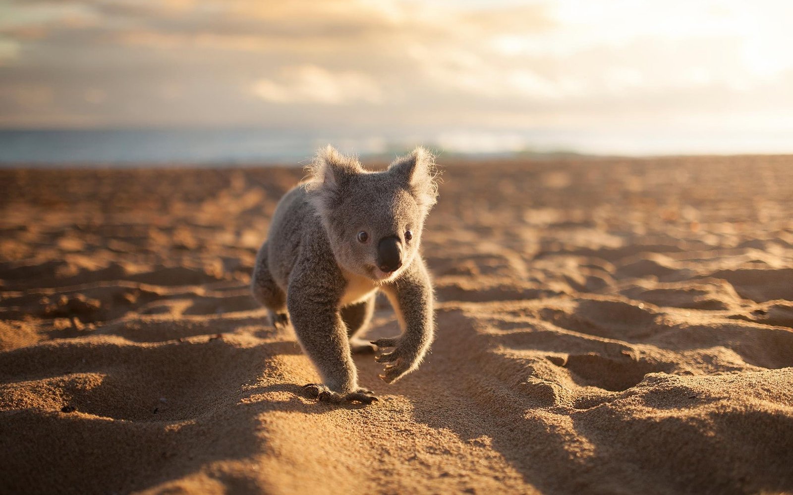 animals koalas beach sand land nature animal wildlife sky 2k