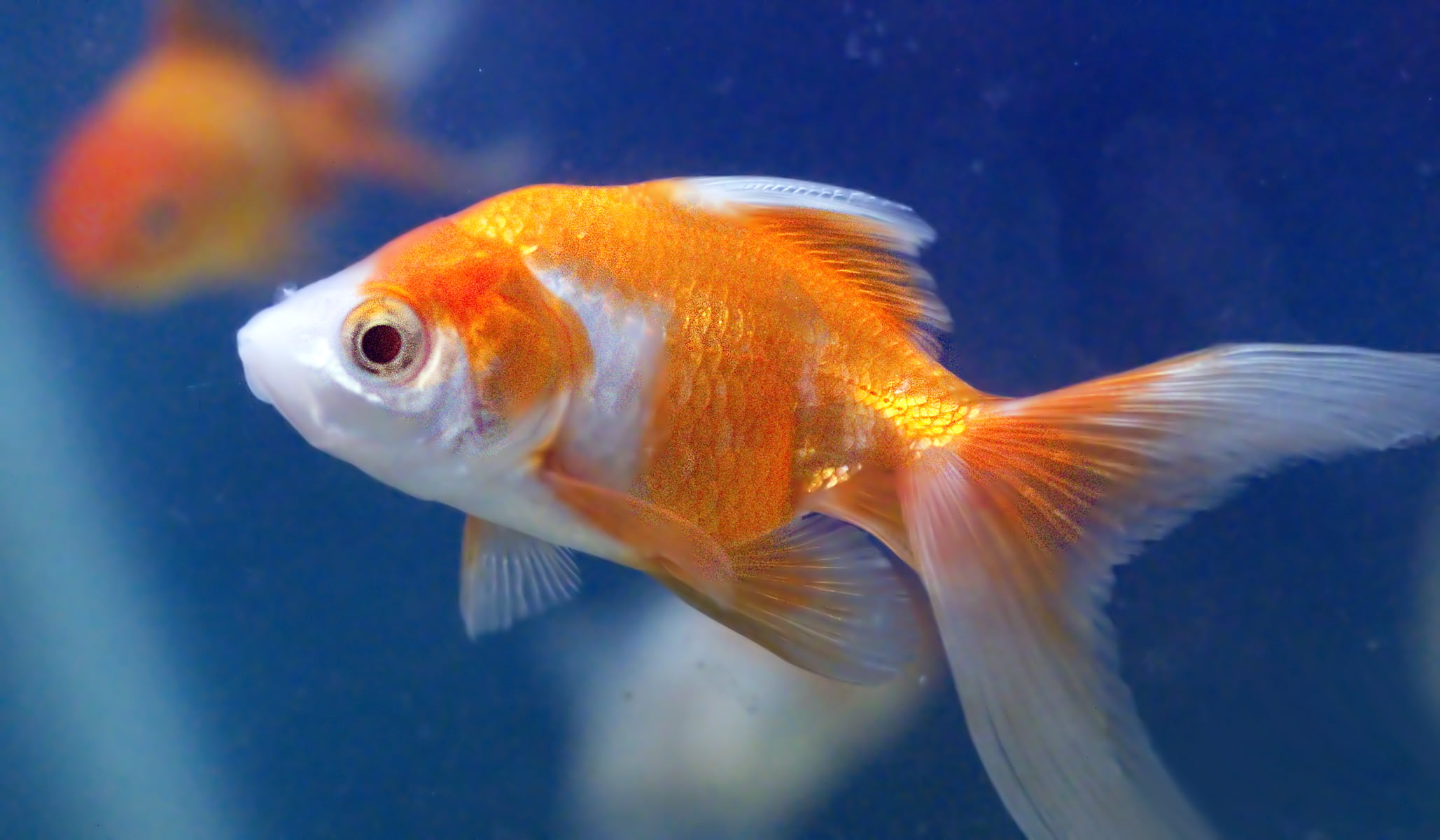 close up photo of orange and white gold fish goldfish aquarium 2k