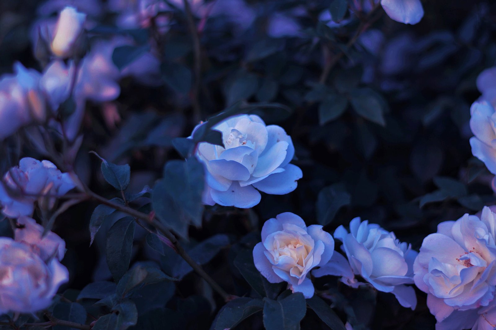 flowers plants nature faded 2k