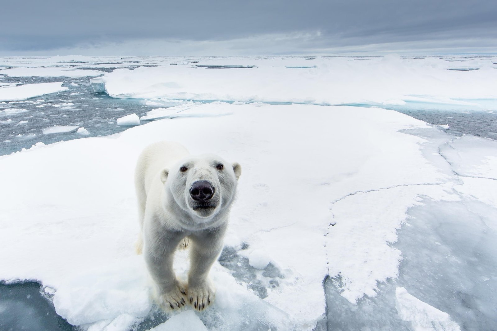 Polar bear polar snow ice predator nature north pole 2k