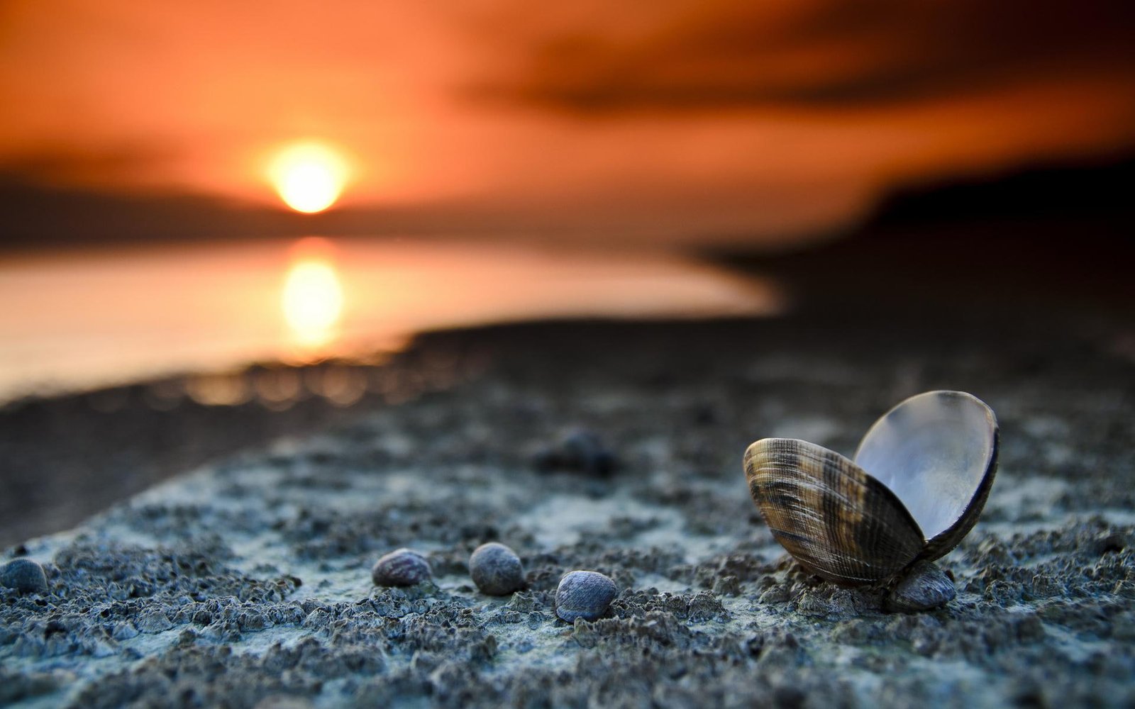 Shell Sunset black and brown clam shell beach nature 2k