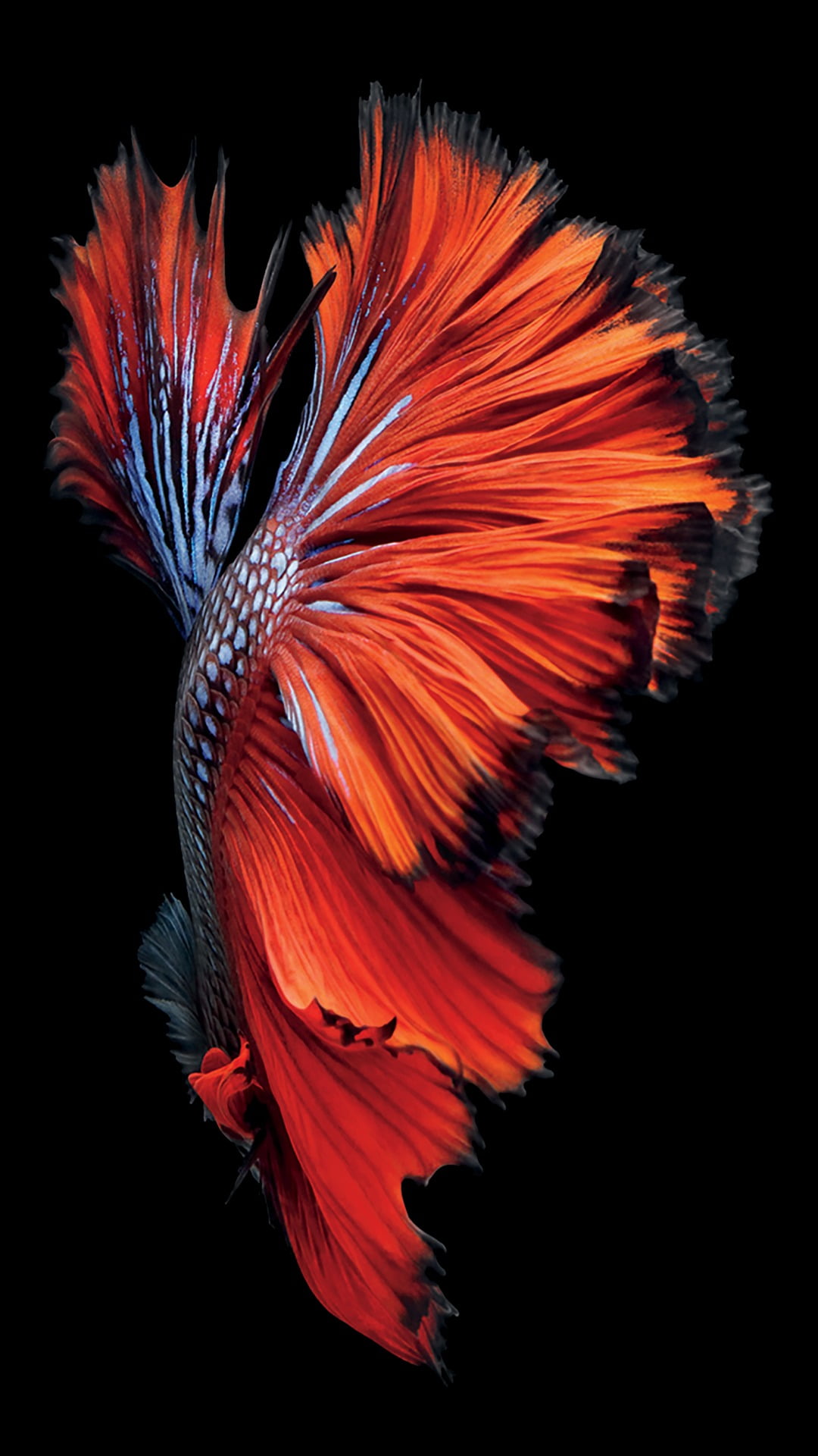 space gray iPhone Siamese fighting fish wallpaper iOS Ipod
