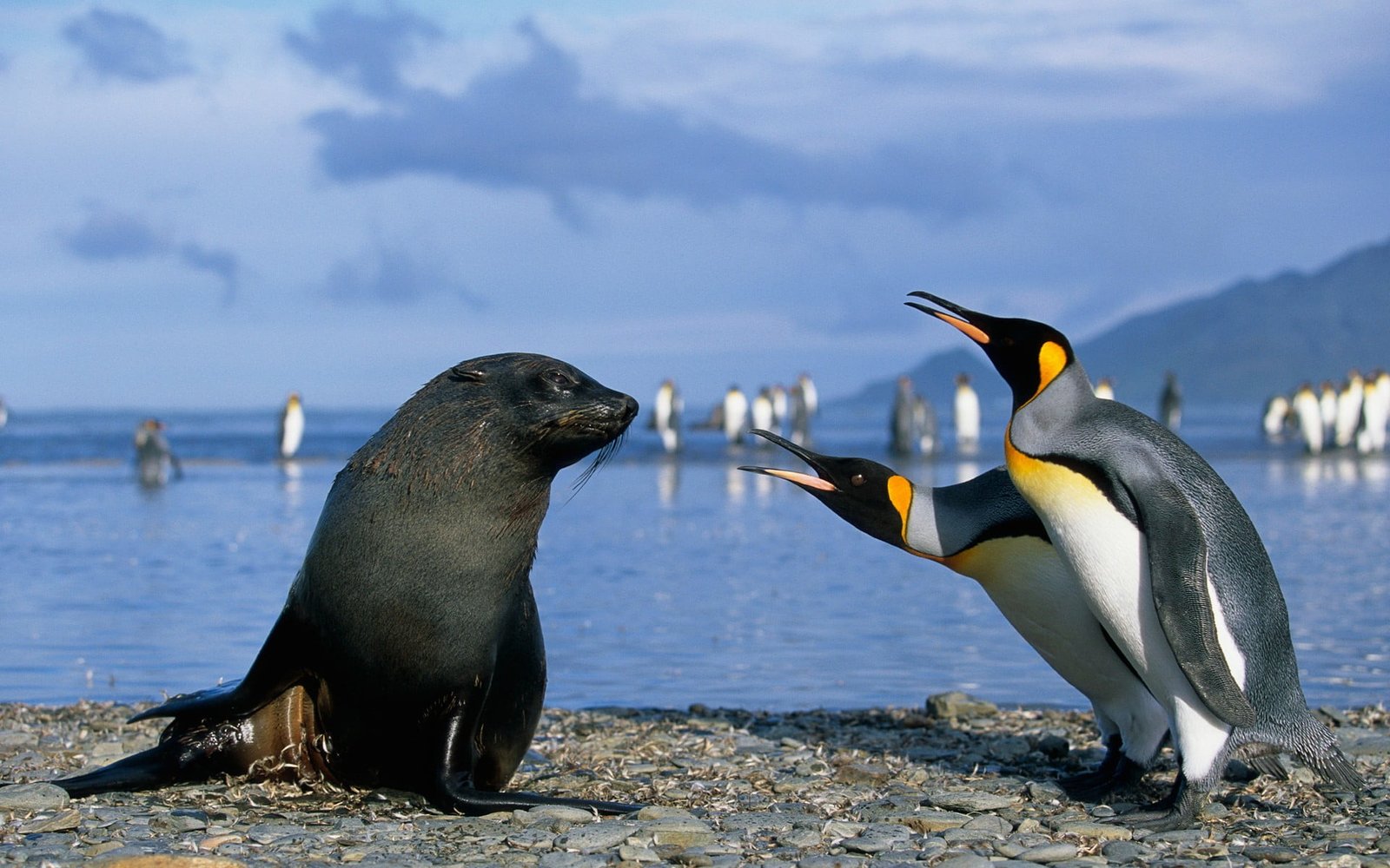 black and brown horse figurine penguins seals birds beach 2k