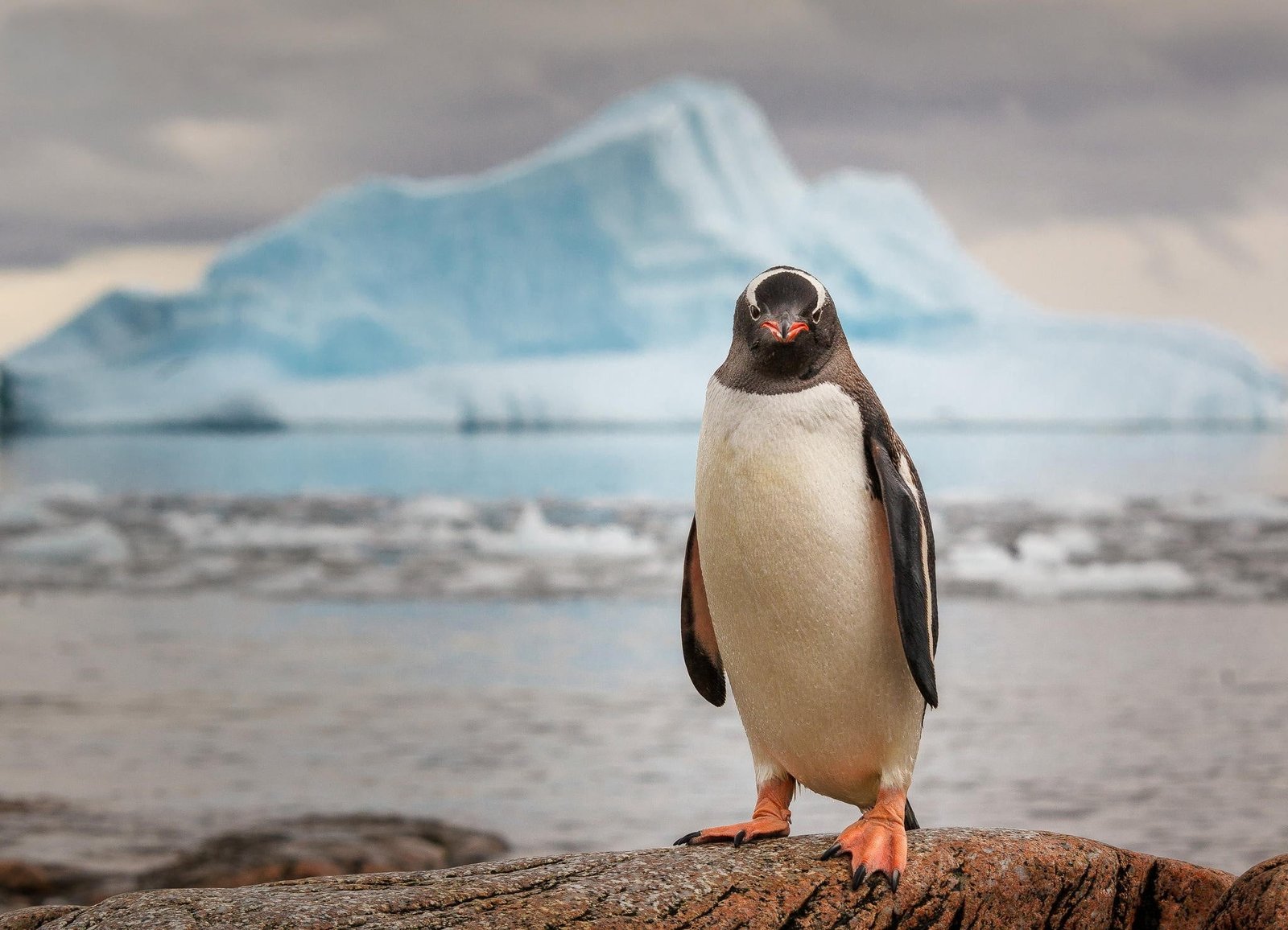 black and white penguin ice ocean animal bird nature antarctica 2k