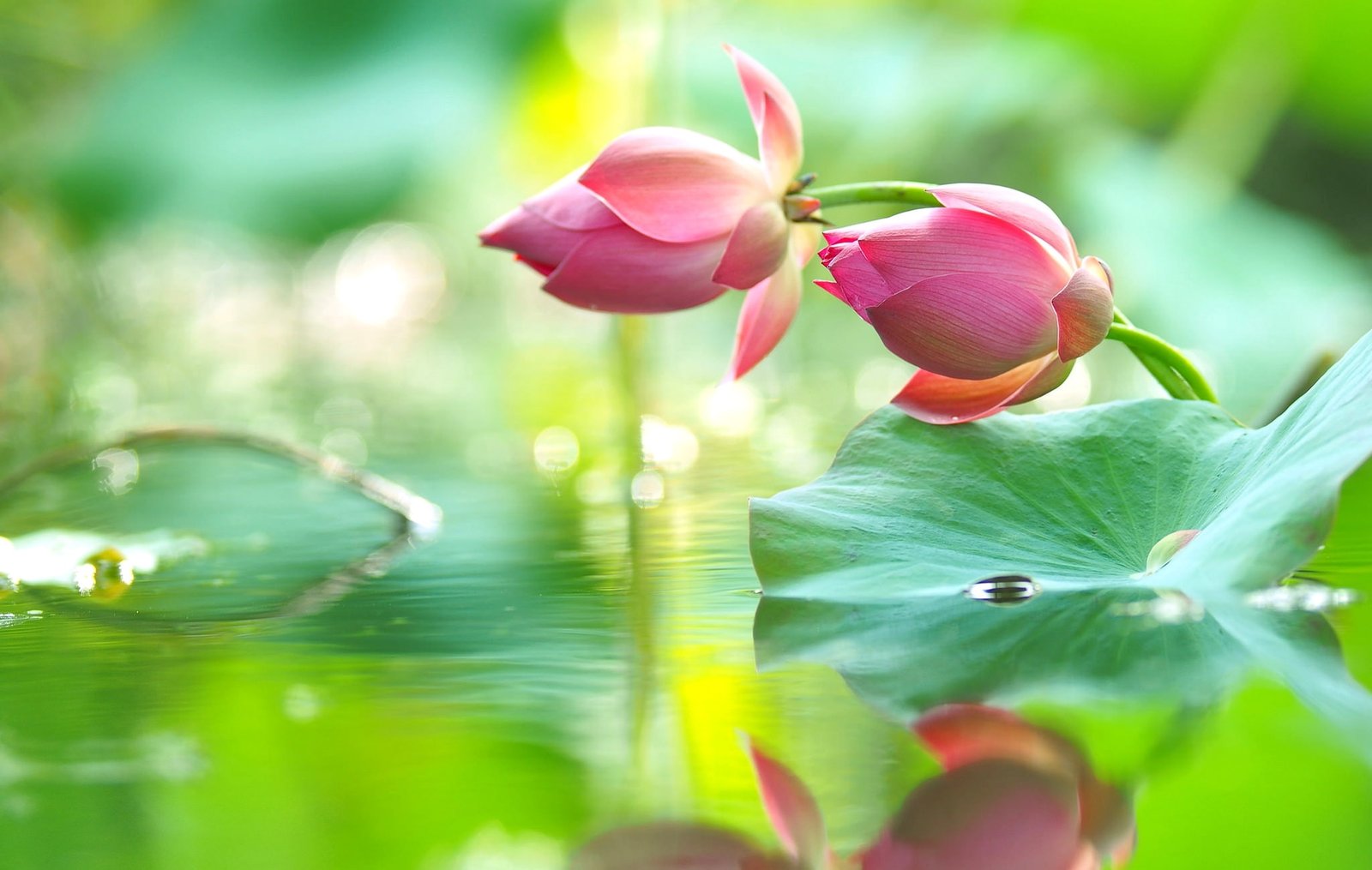 two pink lotus flowers water drops reflection tenderness 2k