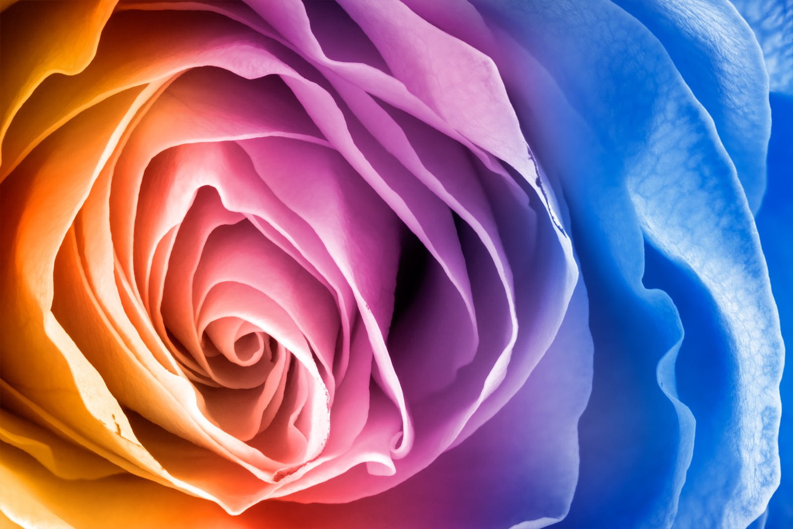 blue and pink cluster flower photo rose Macro HDR flora 2k