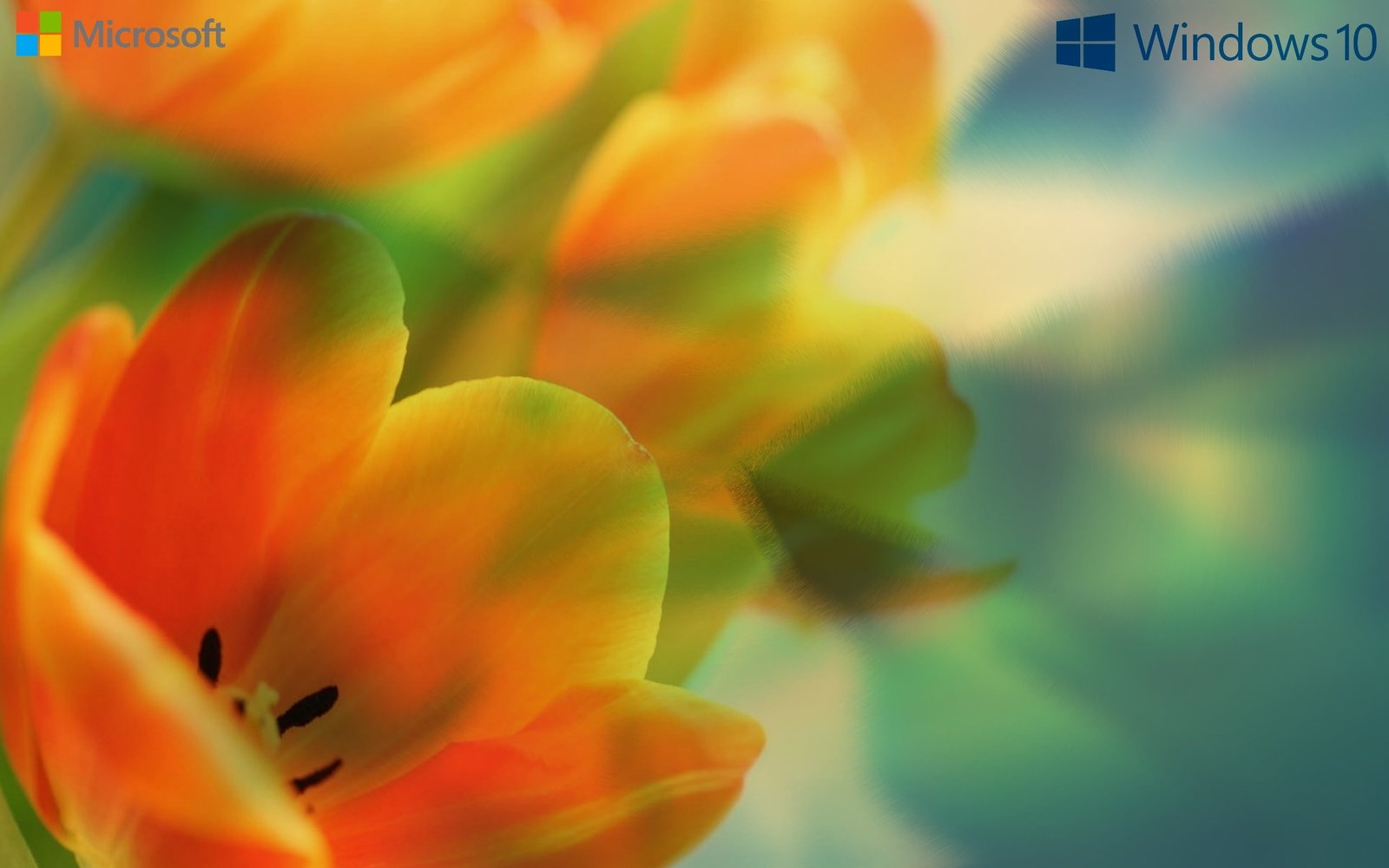 window Windows 10 Microsoft Vista XP 2k