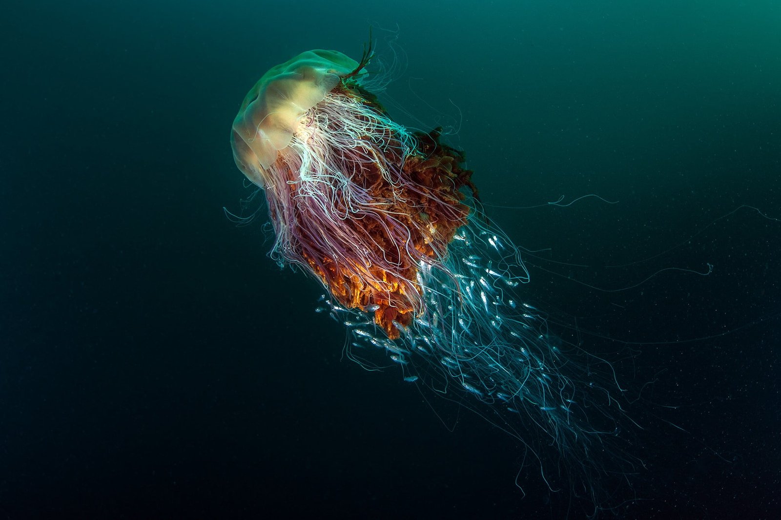 brown blue and yellow jellyfish nature underwater sea animals 2k