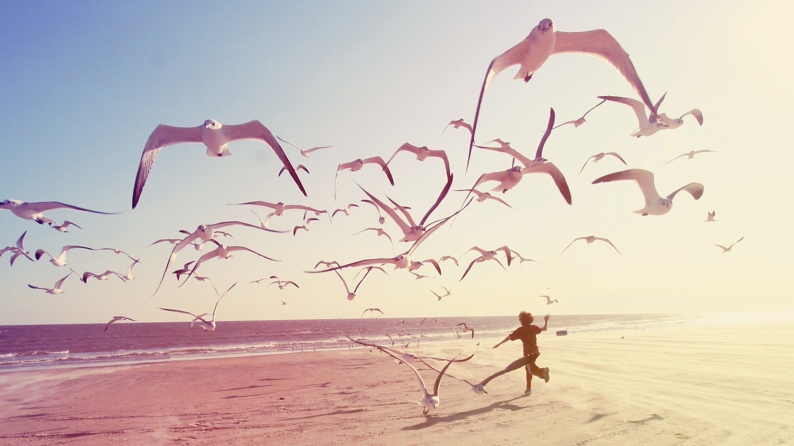 white birds beach seagulls children photography water land 2k