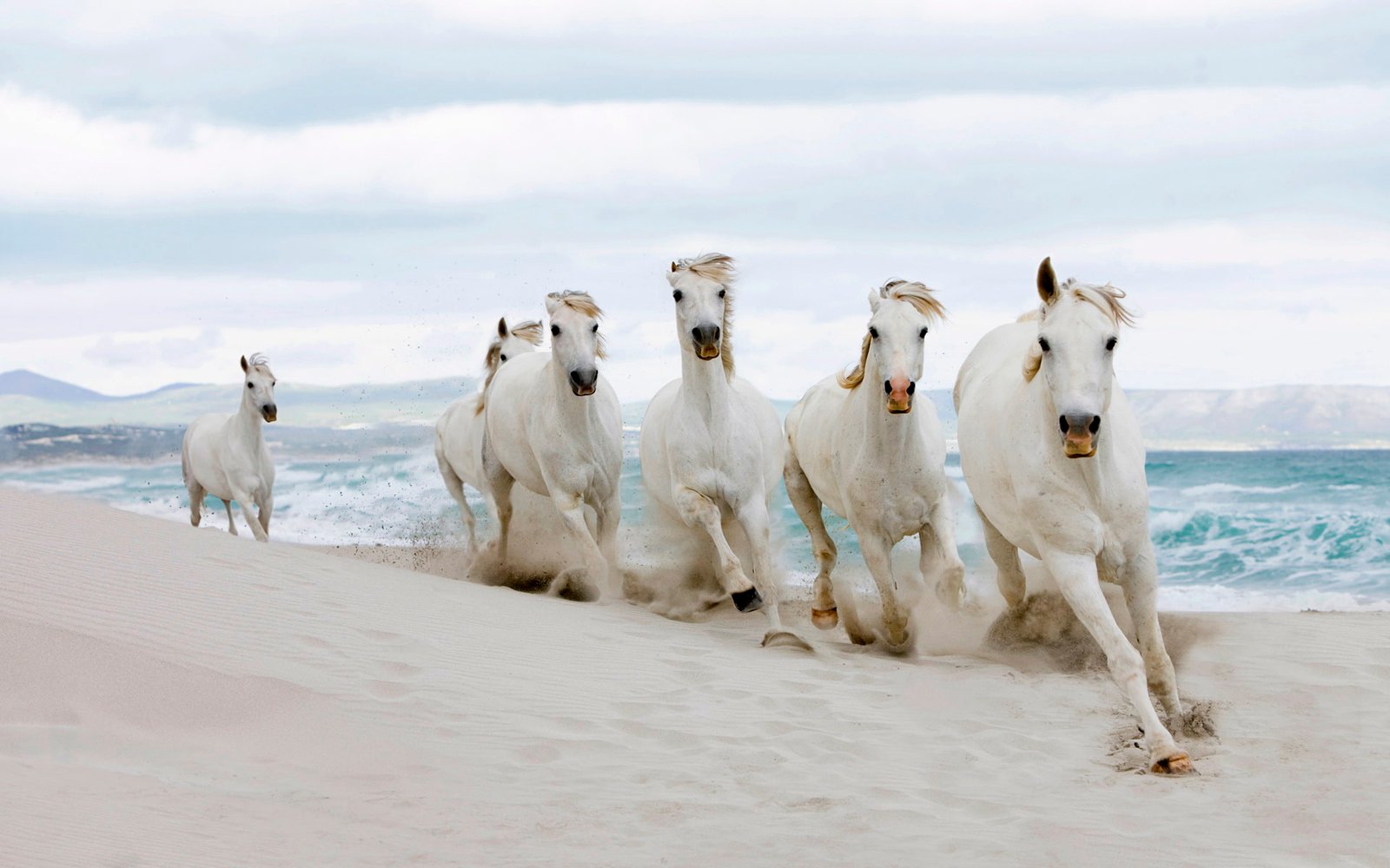 White horses running on the beach baby tiger animals 2k