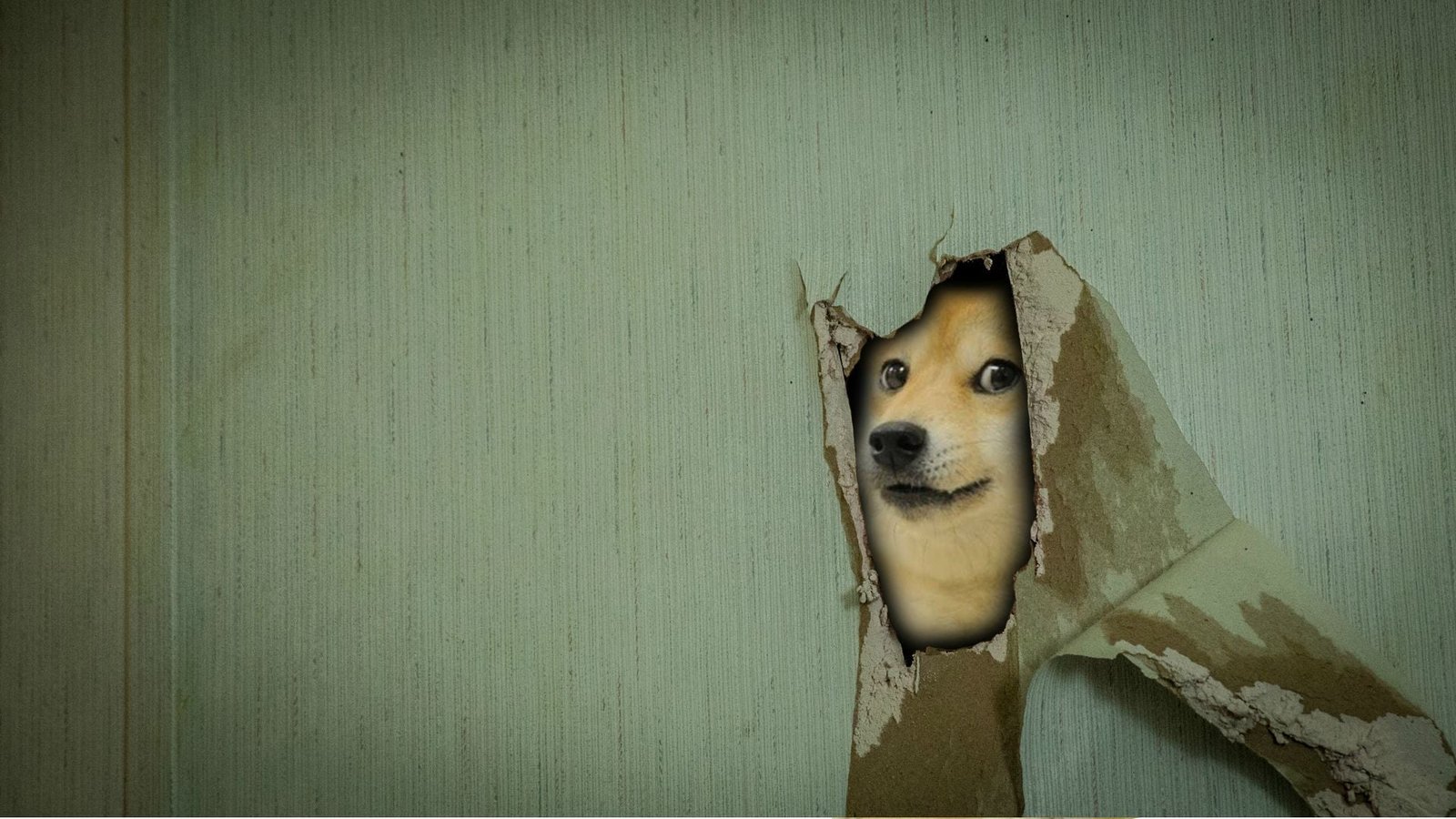 doge digital wallpaper memes one animal domestic pets canine 2k