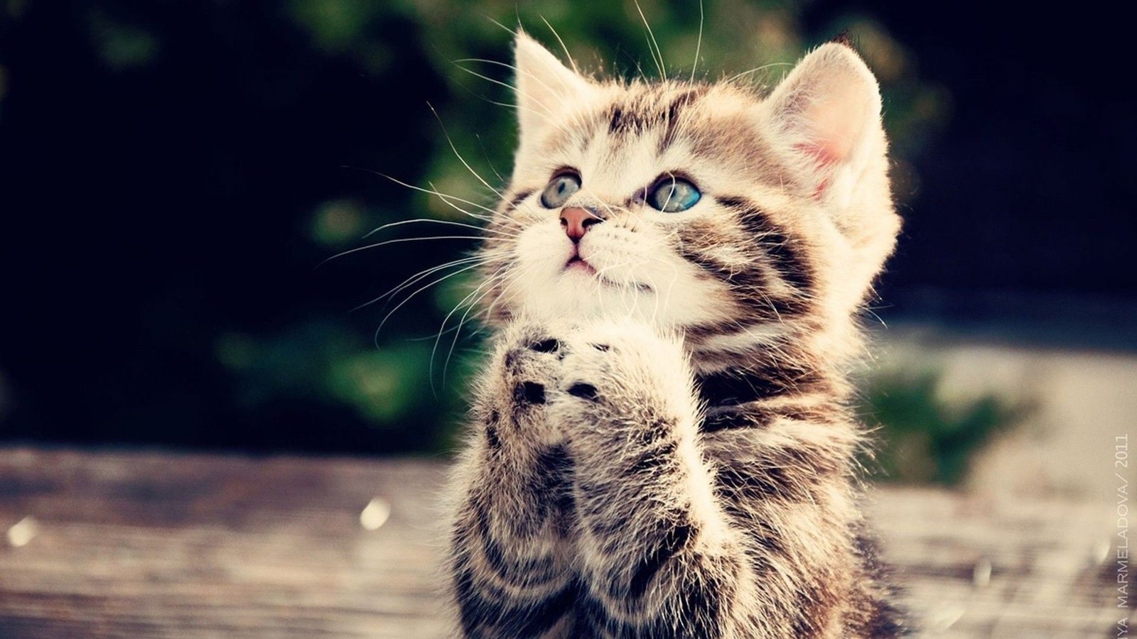 feline cat kitten animal fur domestic pet kitty 2k