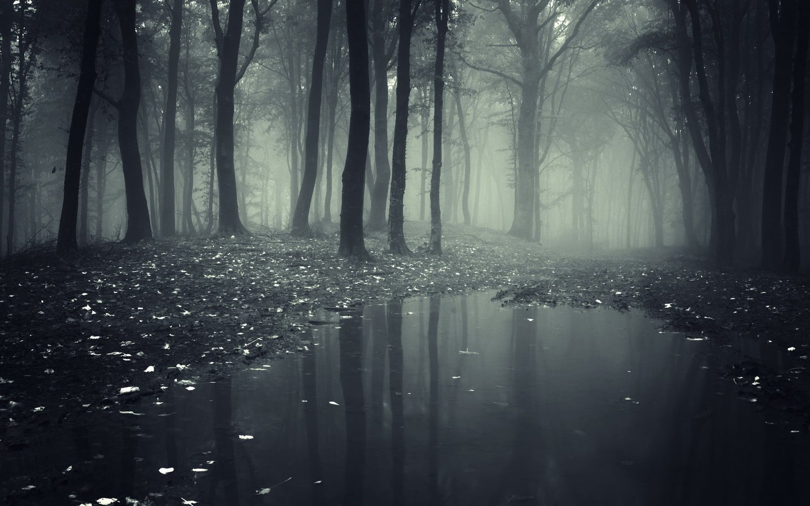 foggy forest mist nature trees puddle landscape water mystery 2k