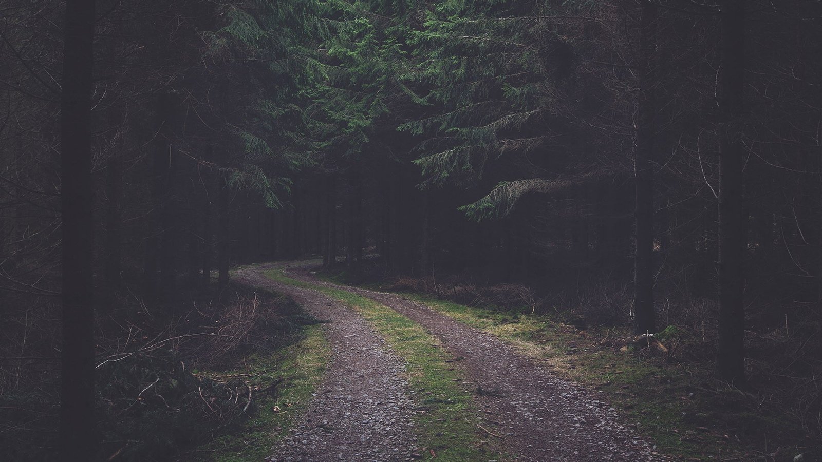 forest trail dirt road pine trees faded cones nature 2k