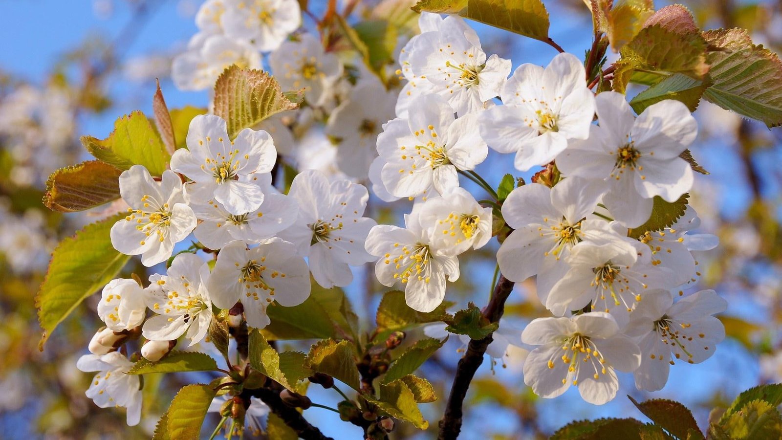 Gorgeous Cherry Blossoms trees blooms cherries nature flowers 2k