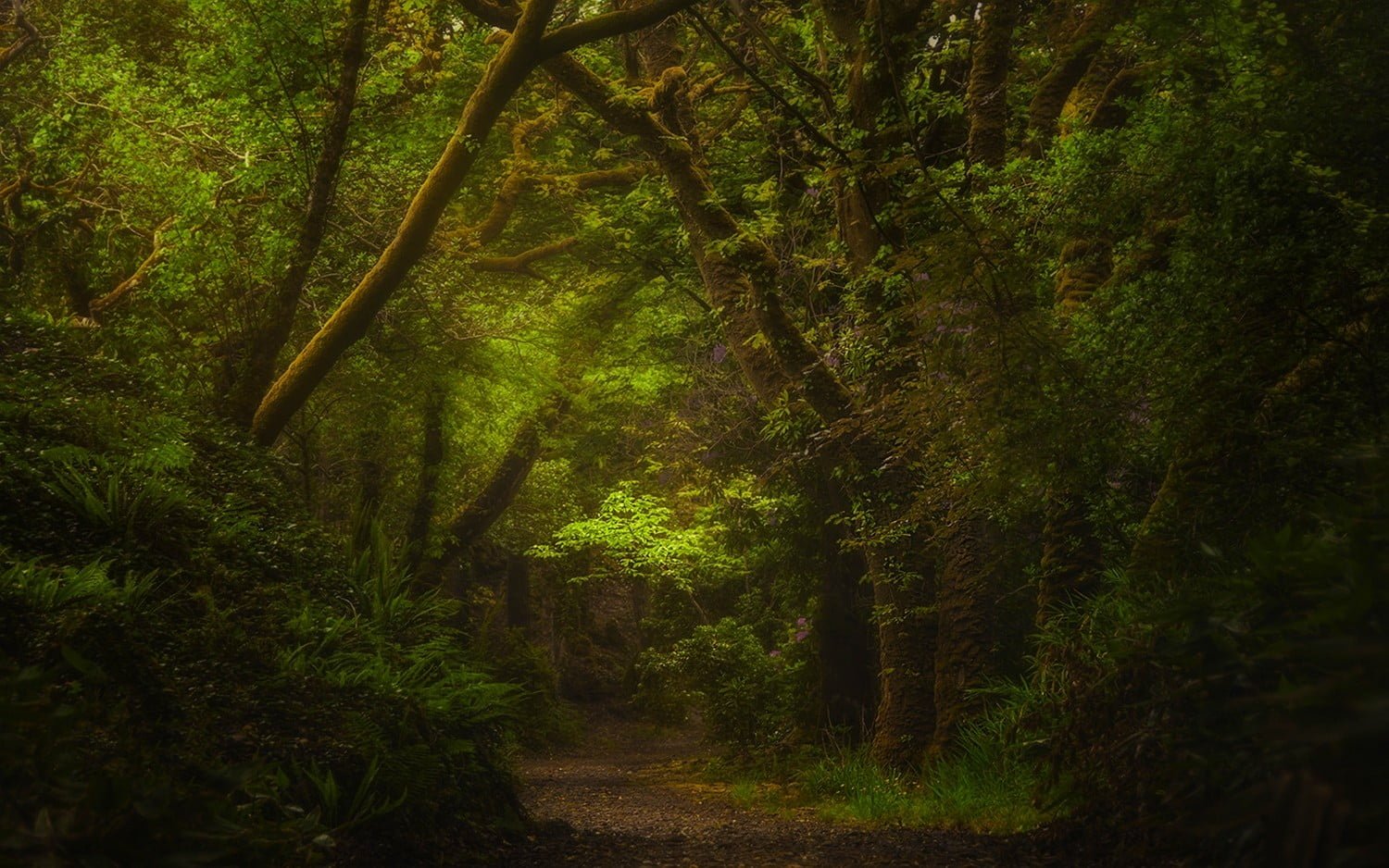 green forest nature path shrubs landscape Ireland ferns 2k