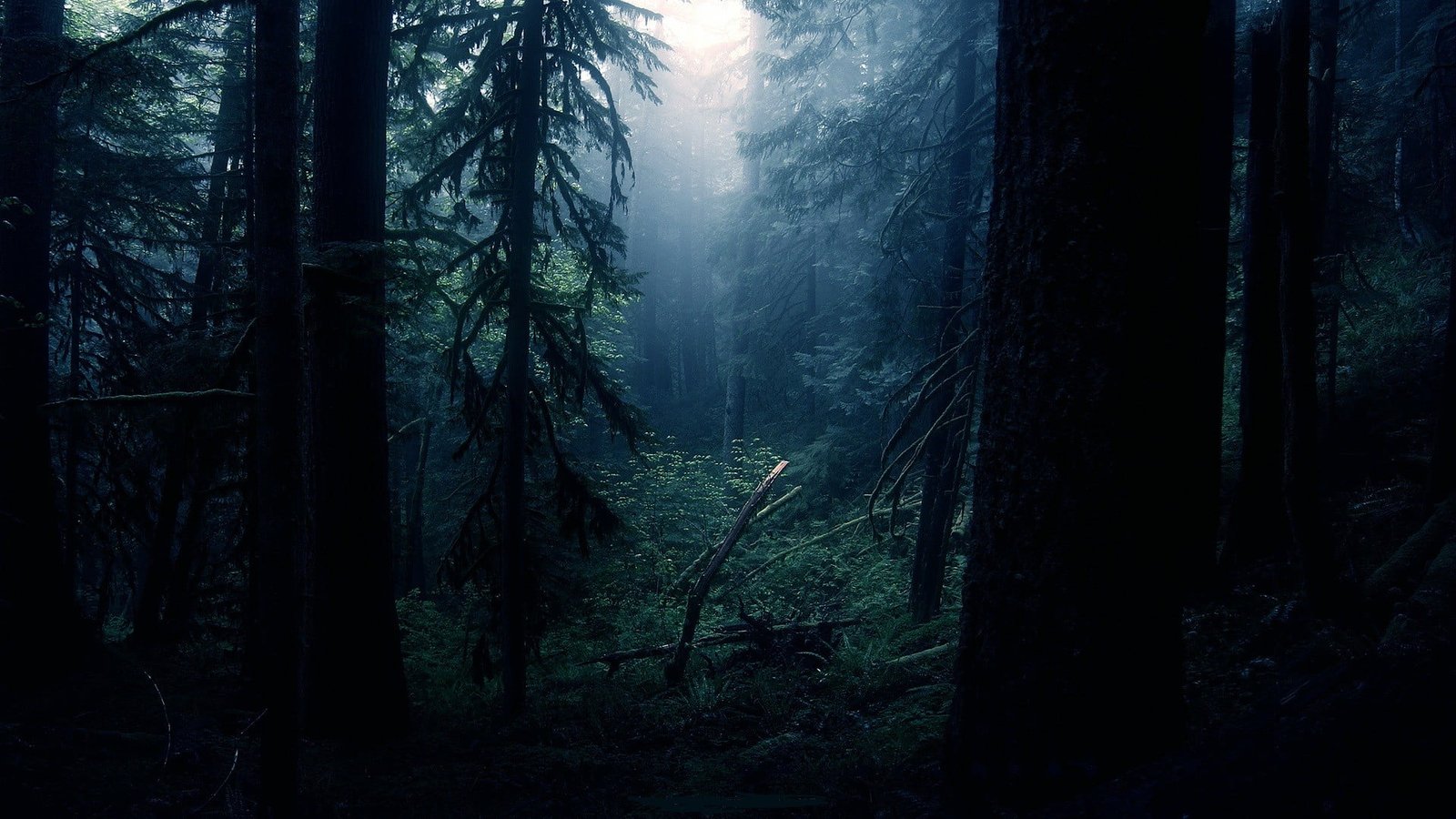 green leafed trees at daytime forest clearing 2k
