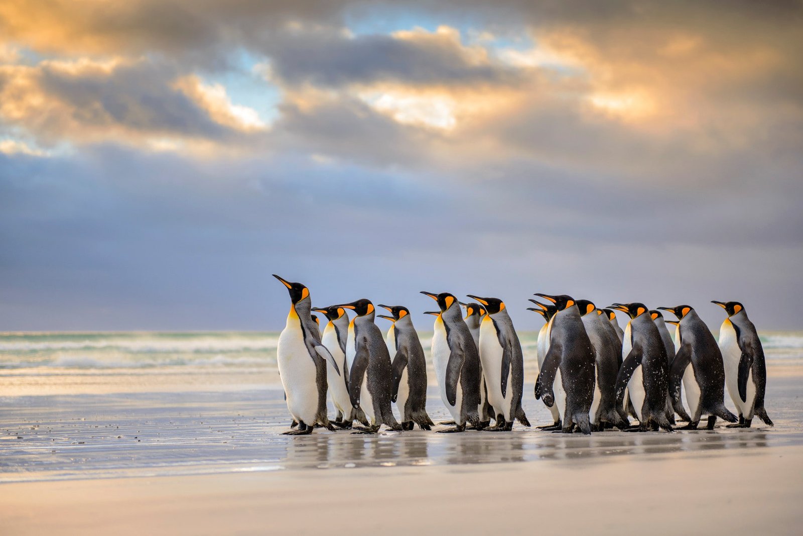 King Penguins Falkland Islands emperor penguin Atlantic Beach 2k