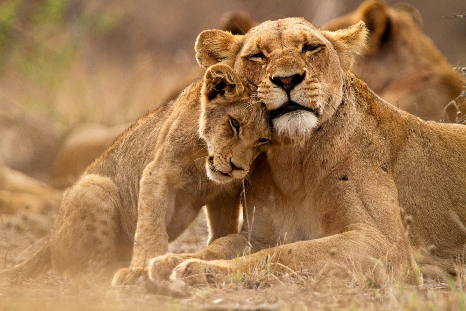 lion Kruger National Park nature animals feline 2k