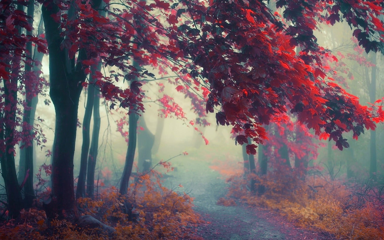 maple tree nature landscape path mist trees fall shrubs 2k