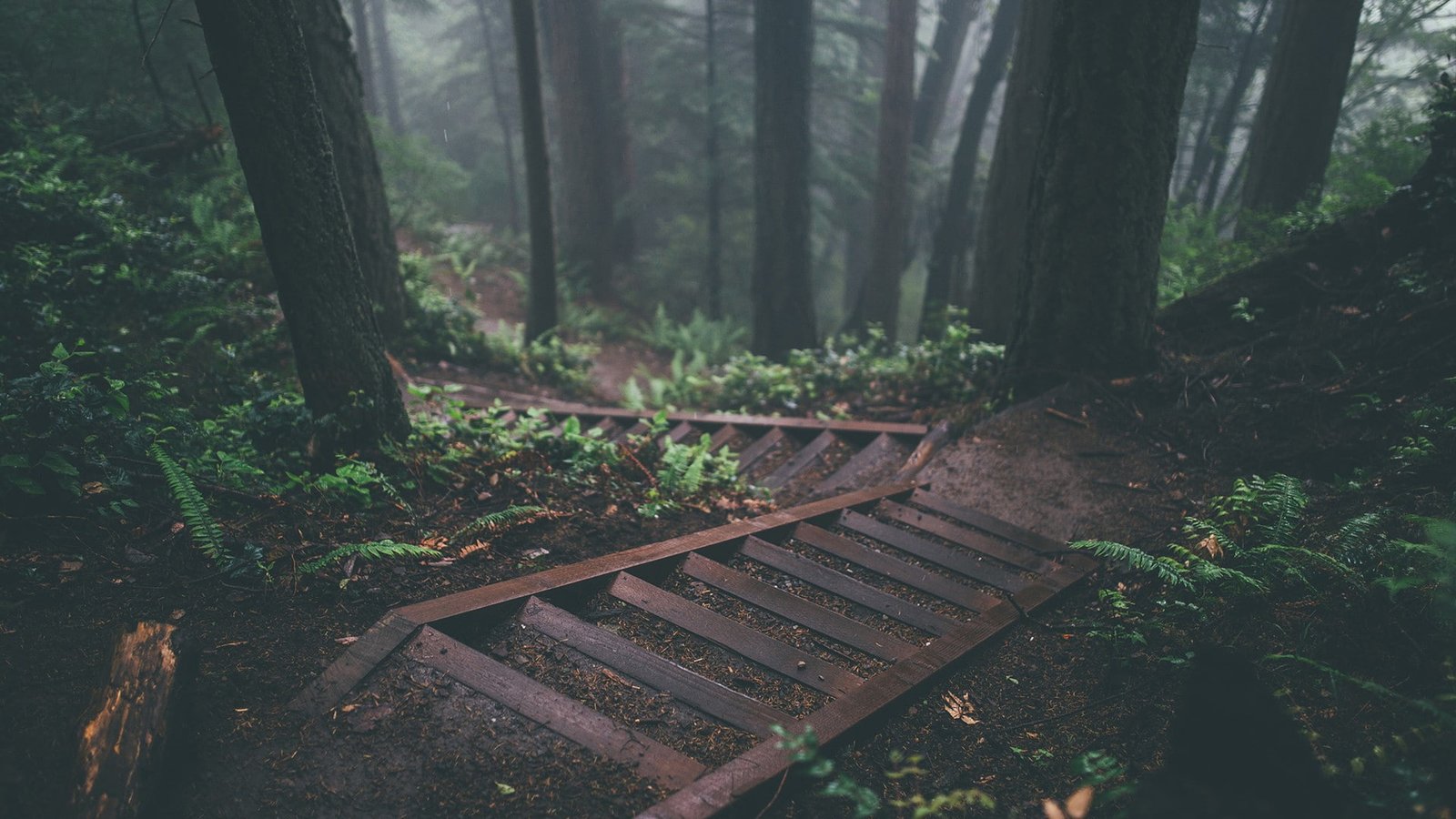 nature forest deep trees plants stairs jungle 2k