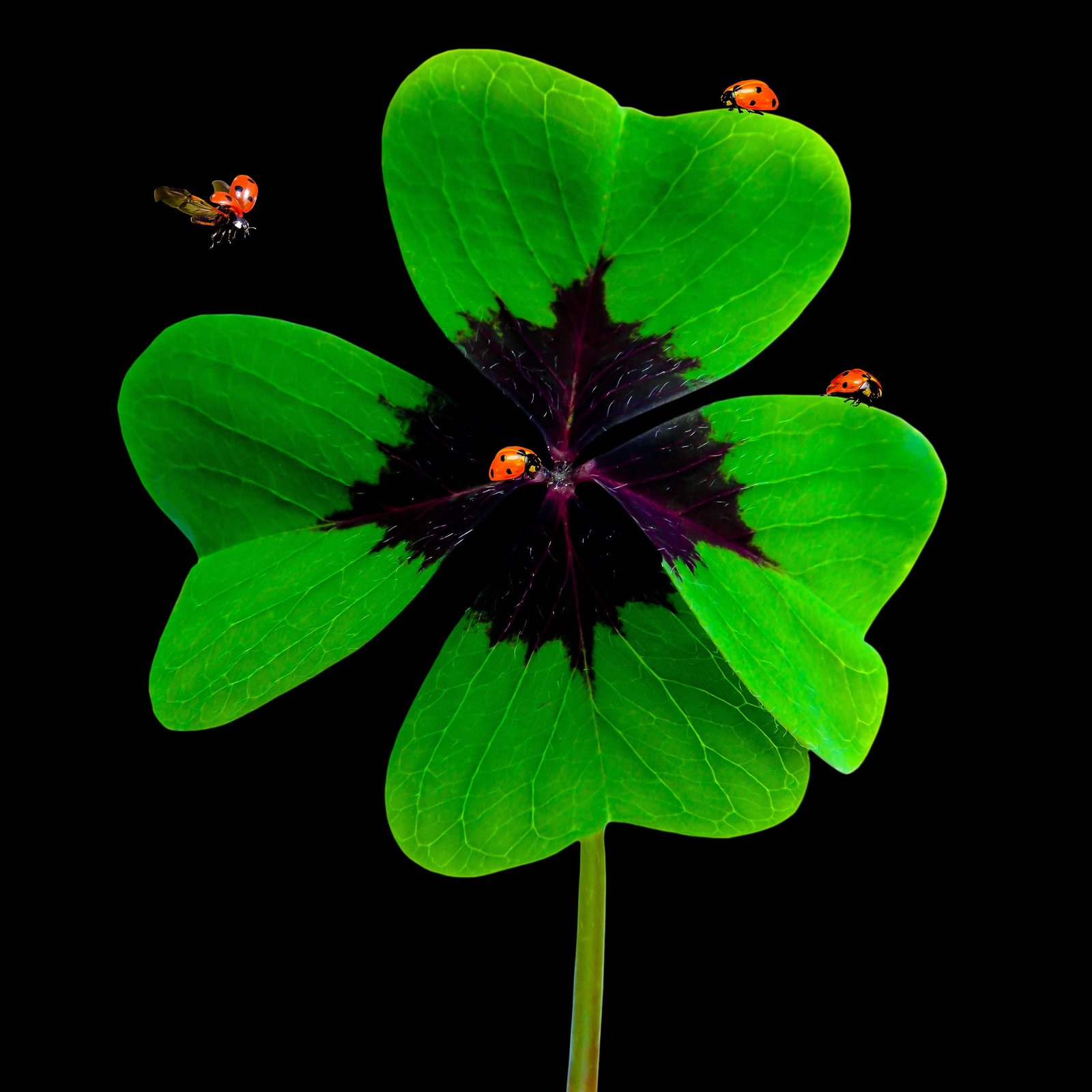 nature luck symbol four leaf clover lucky charm 2k