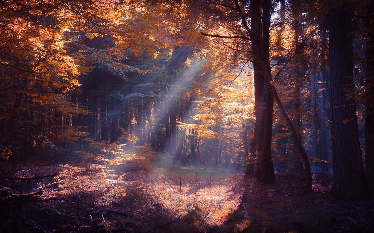 orange leafed trees sun rays passing through nature landscape