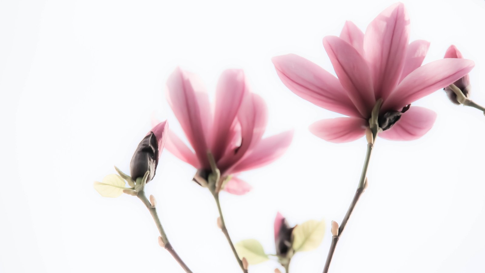 purple cluster petaled flower magnolia Dreamy minimalism 2k 4k 5k