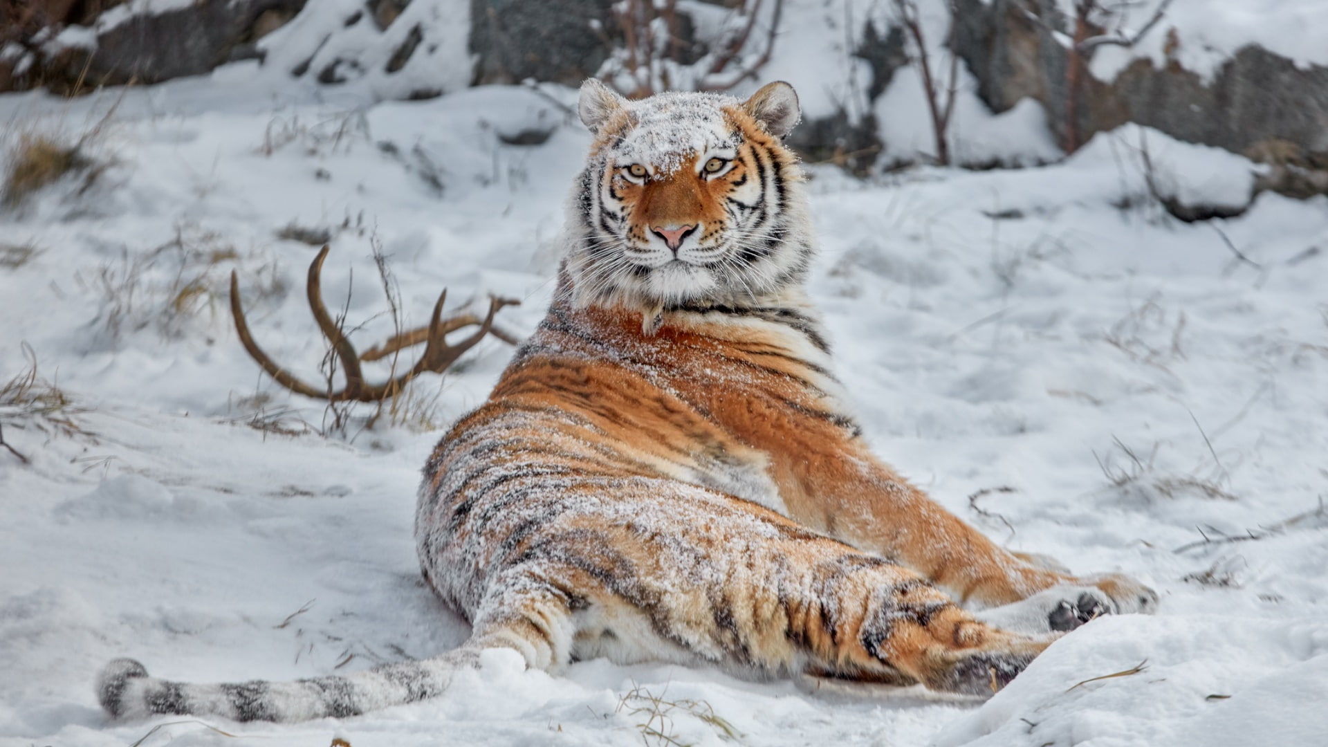 Siberian tiger snow covered animals big cats winter nature 2k