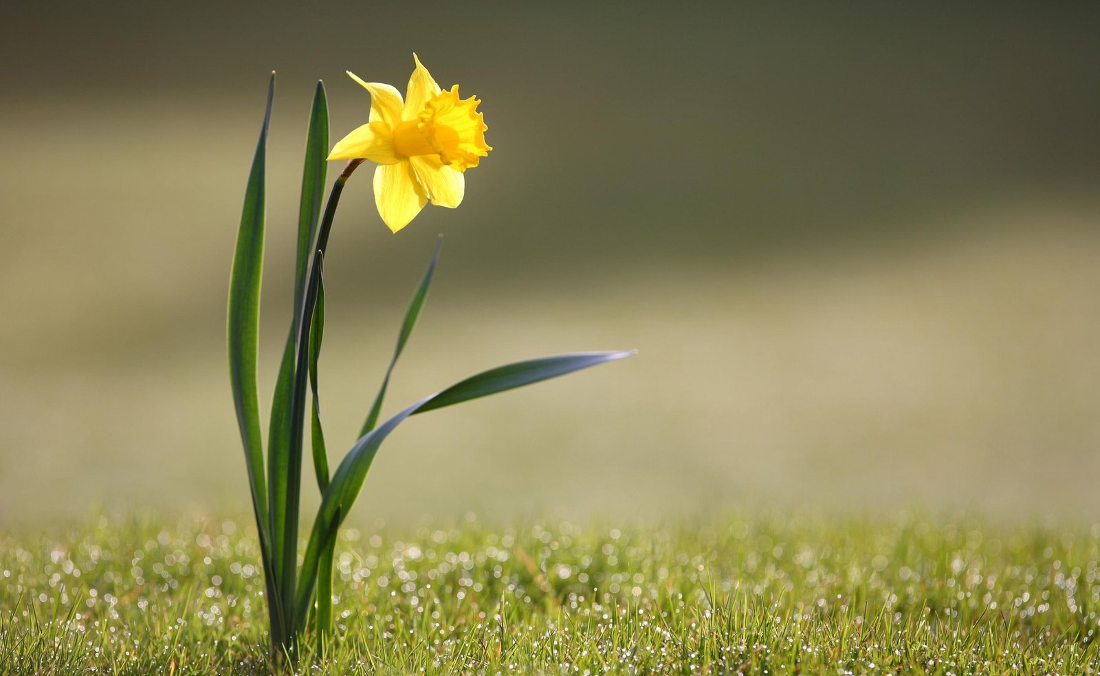 Single Daffodil Nature Flowers 2k