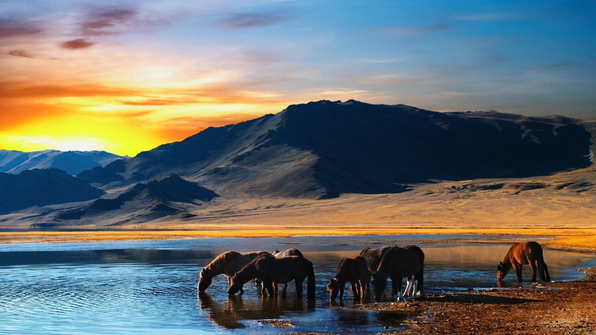 sunset drink wild horse mongolia asia nature lake evening 2k