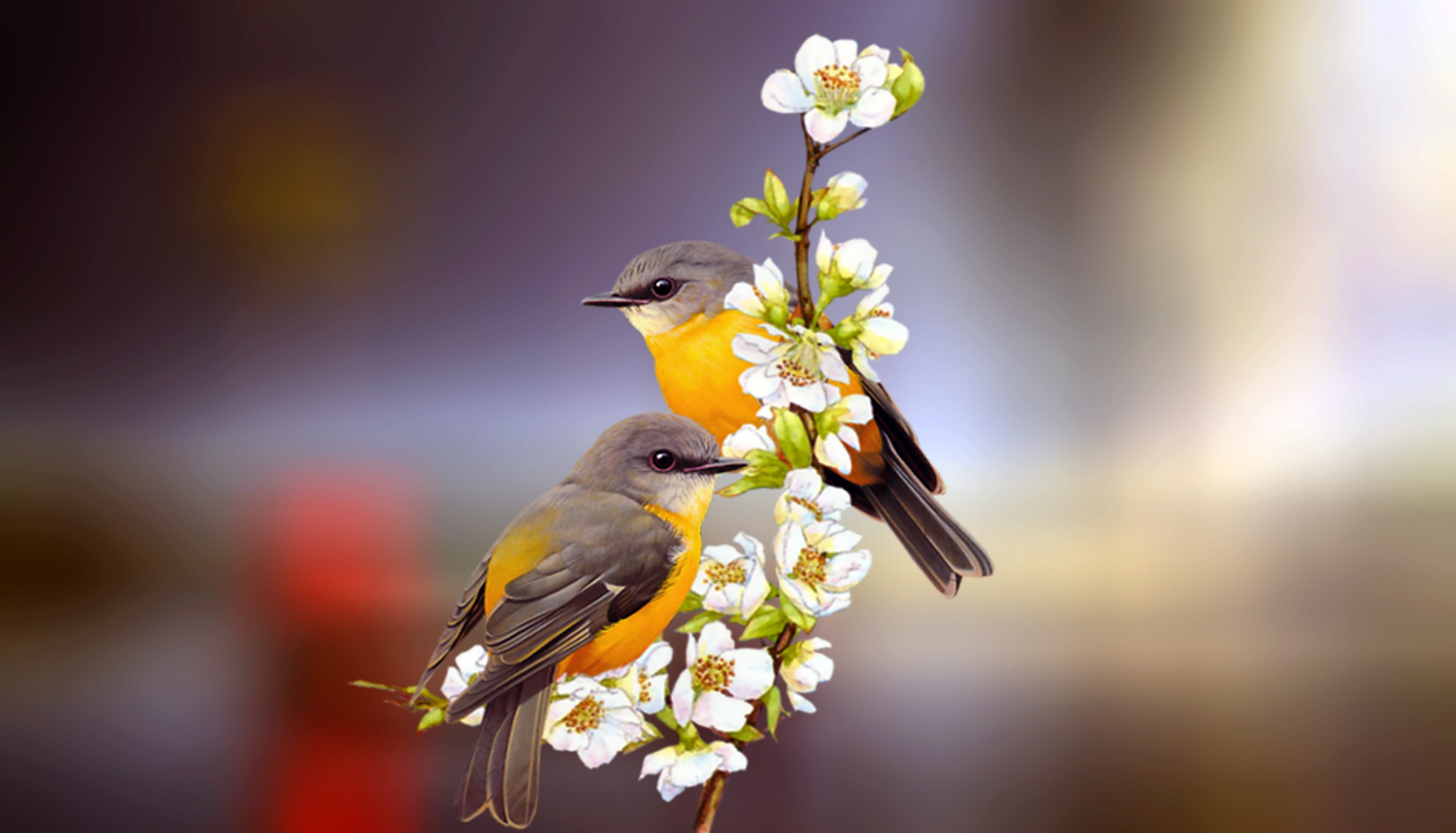 two black and yellow birds on white flowers friendship pair 2k 4k