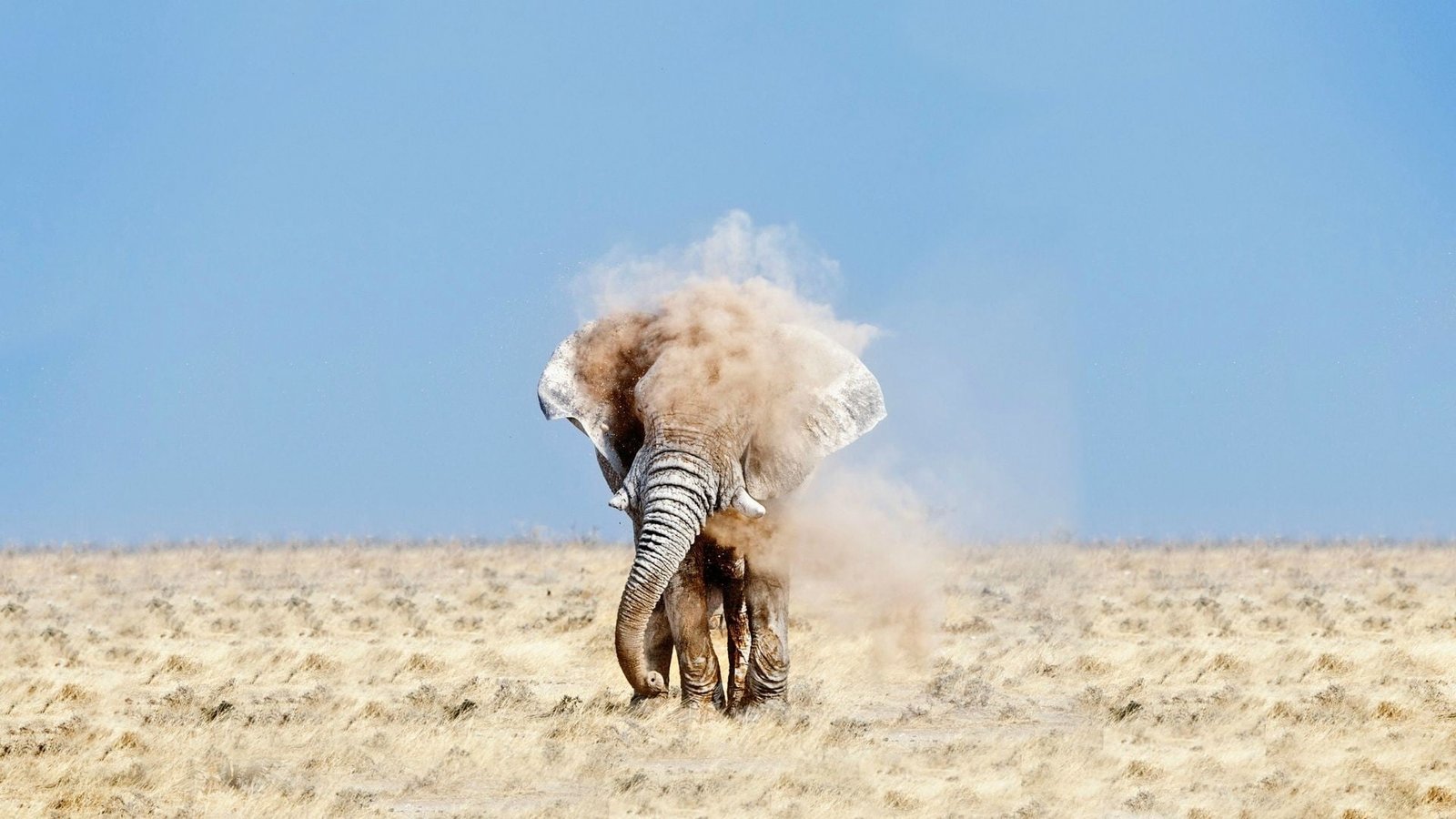 gray elephant nature wildlife desert dust animals safari Animals 2k