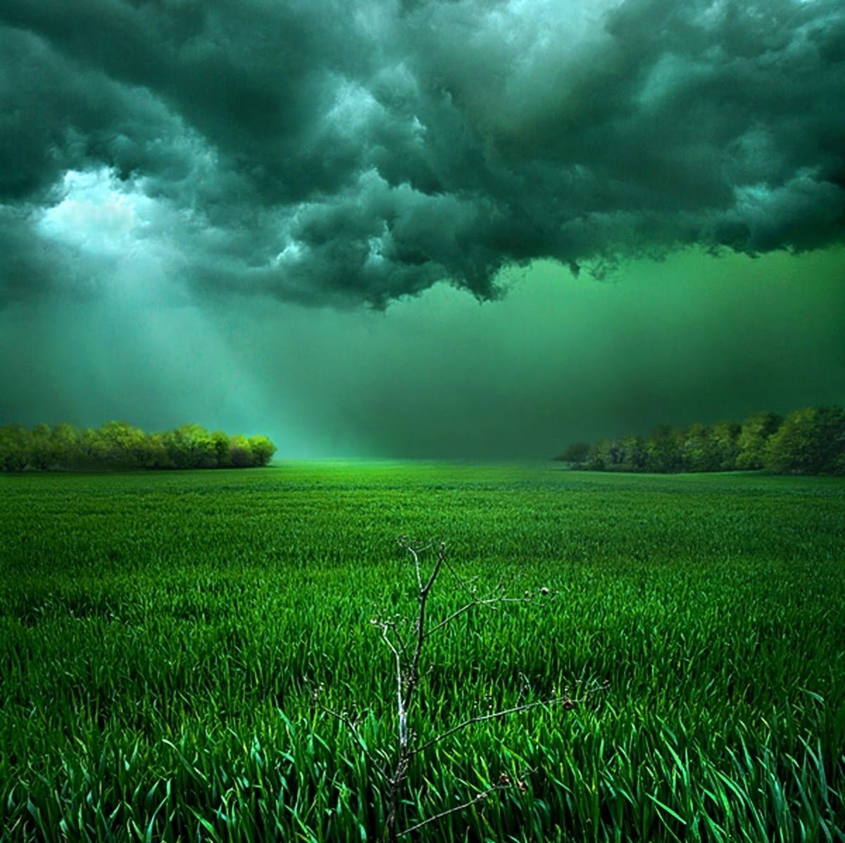 grass field clouds sunlight storm shrubs green landscape