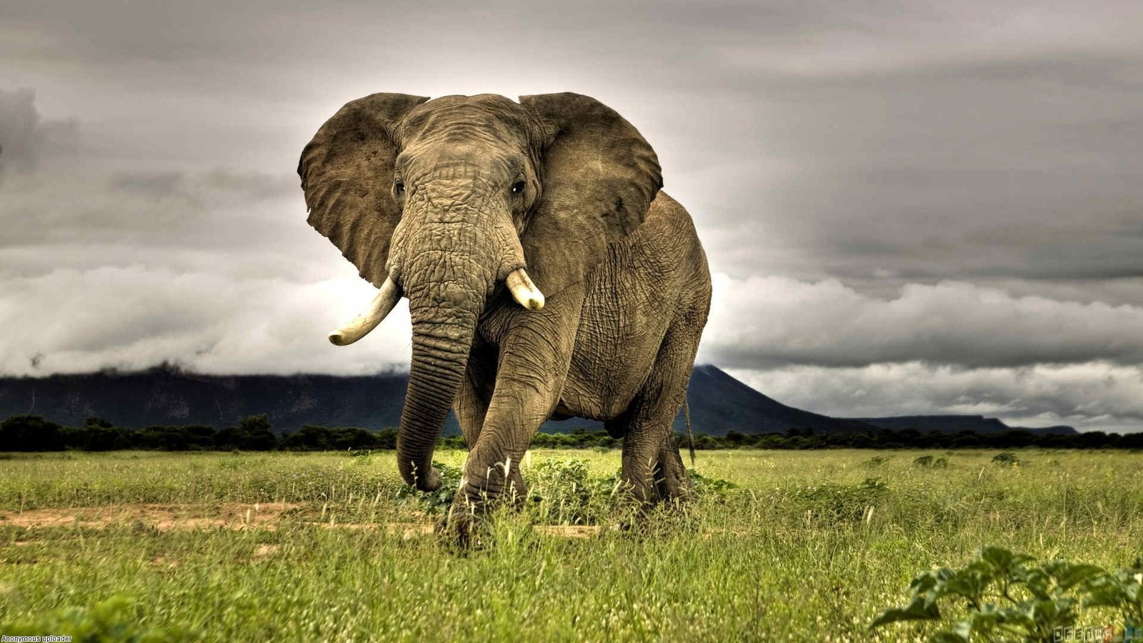 gray elephant animals African nature grass savannah overcast 2k