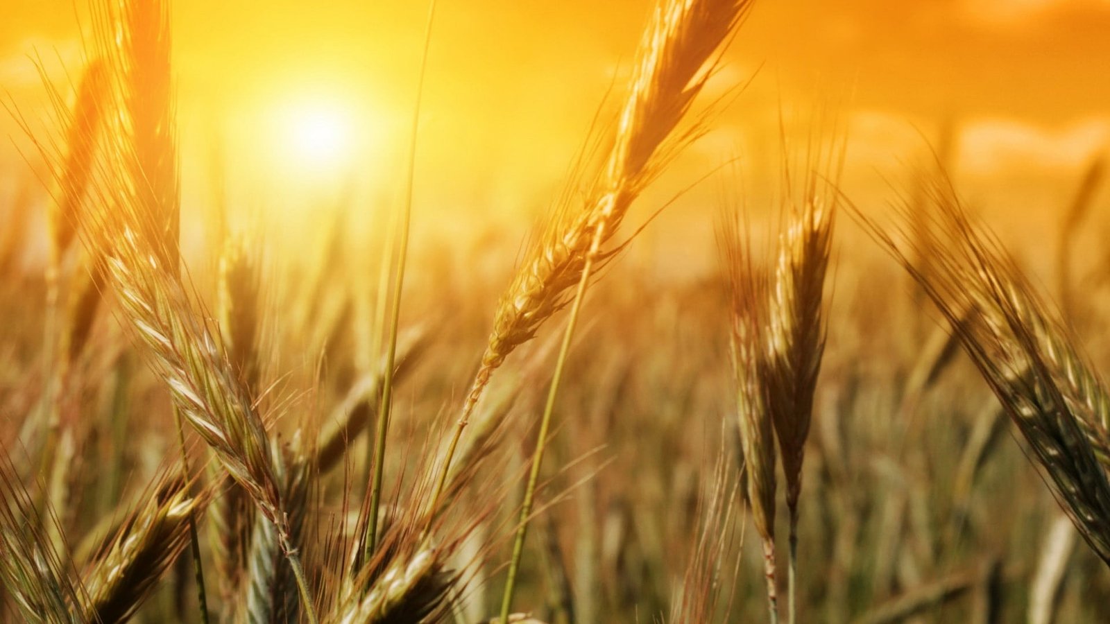 green rice grain nature plants sunlight wheat agriculture 2k