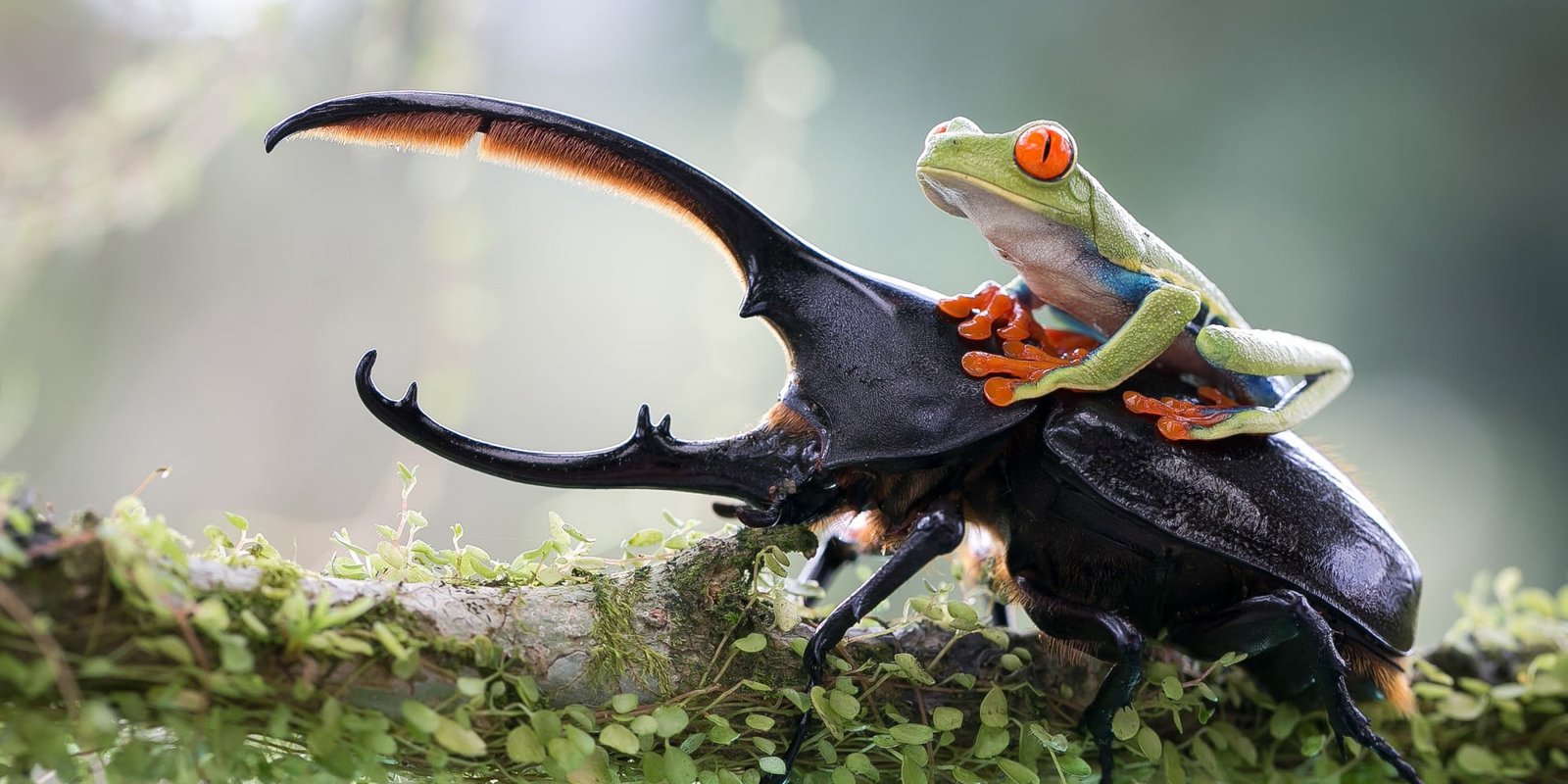 green tree frog on top of elephant stag beetle brown log with moss selective focus photography 2k