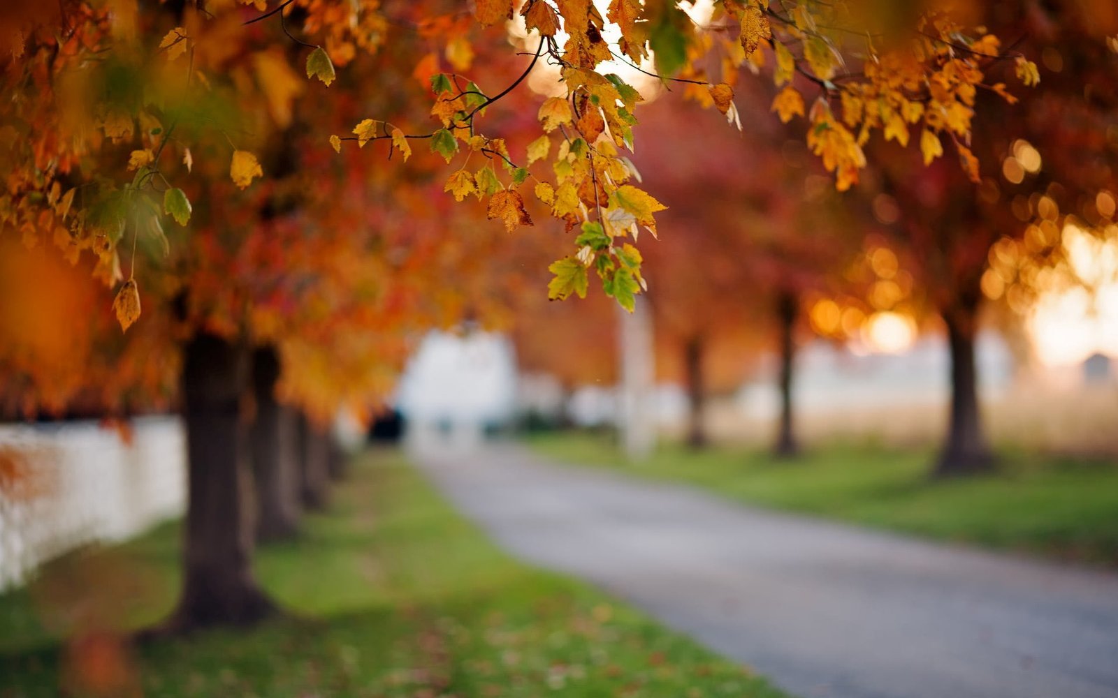 maple trees greens autumn grass leaves macro nature background 2k