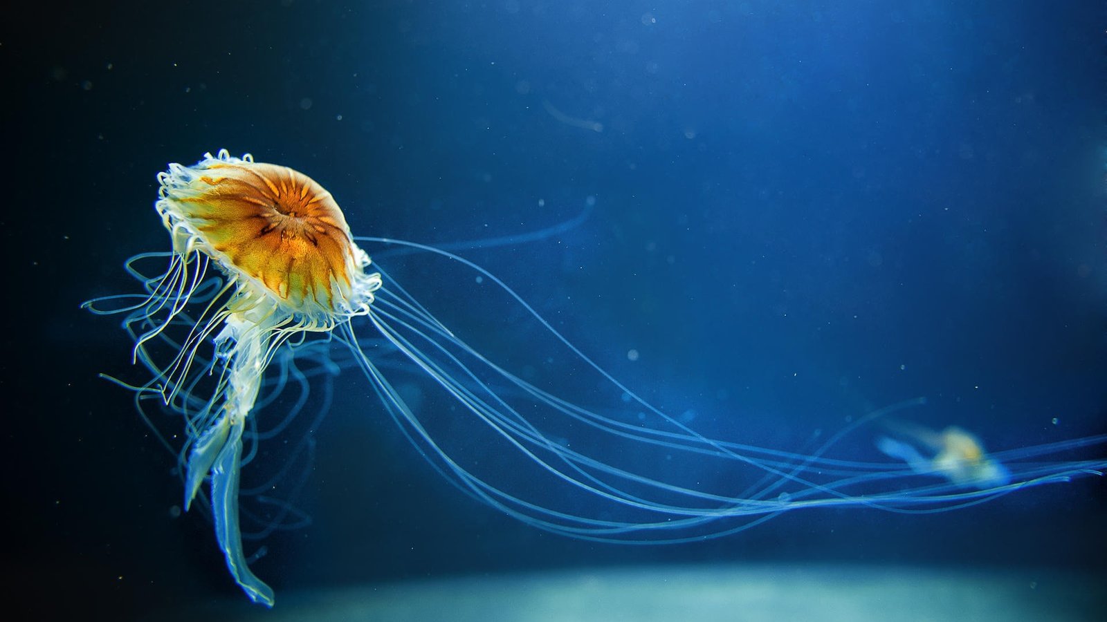 Microsoft Windows 10 System Wallpaper 11 animal themes water 2k