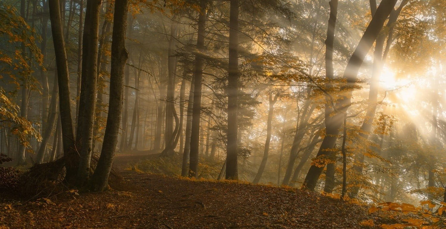maple trees sunshine across the forest path leaves fall sunbeams 2k