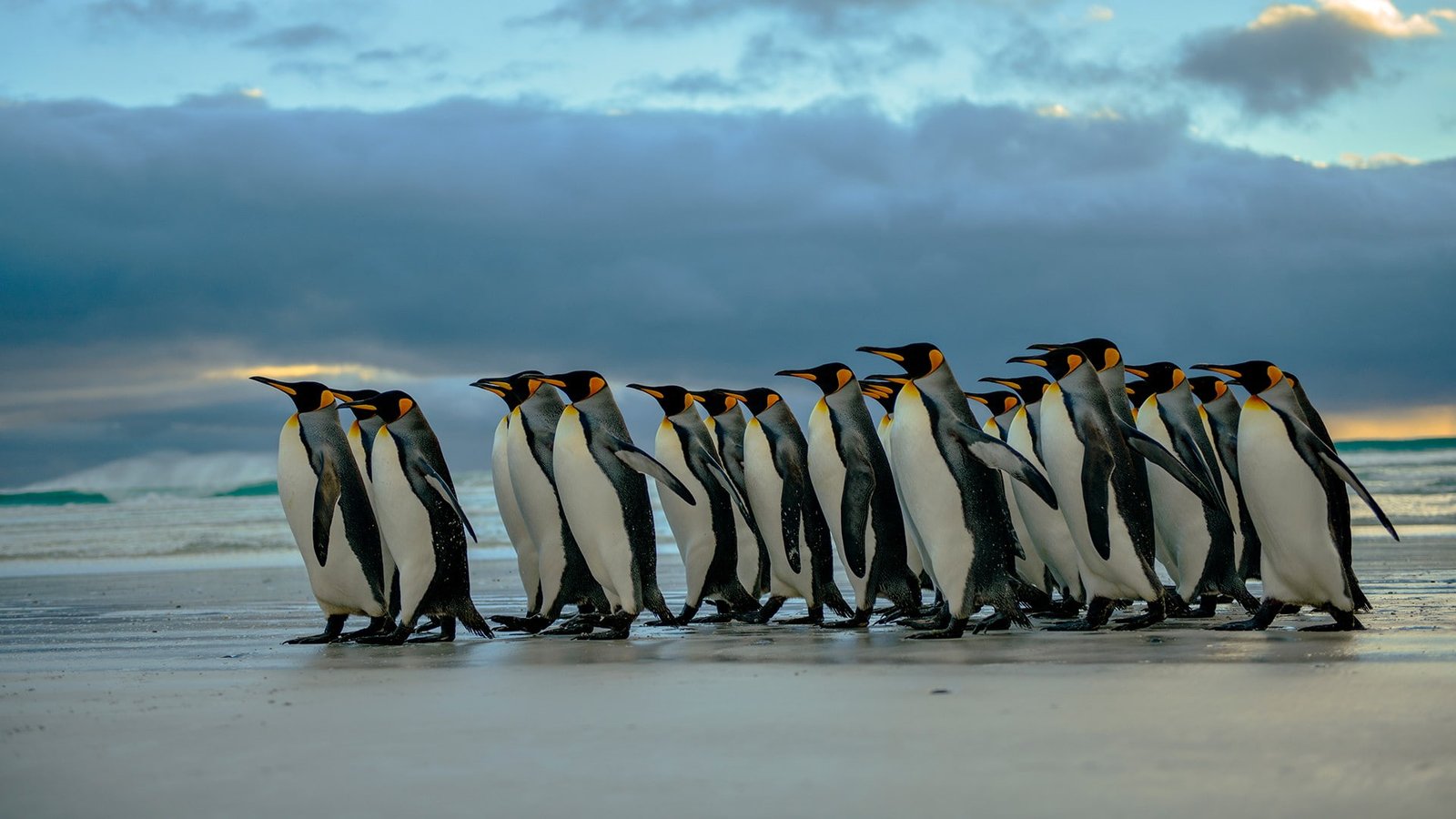 nature penguins birds beach sky cloud no people 2k