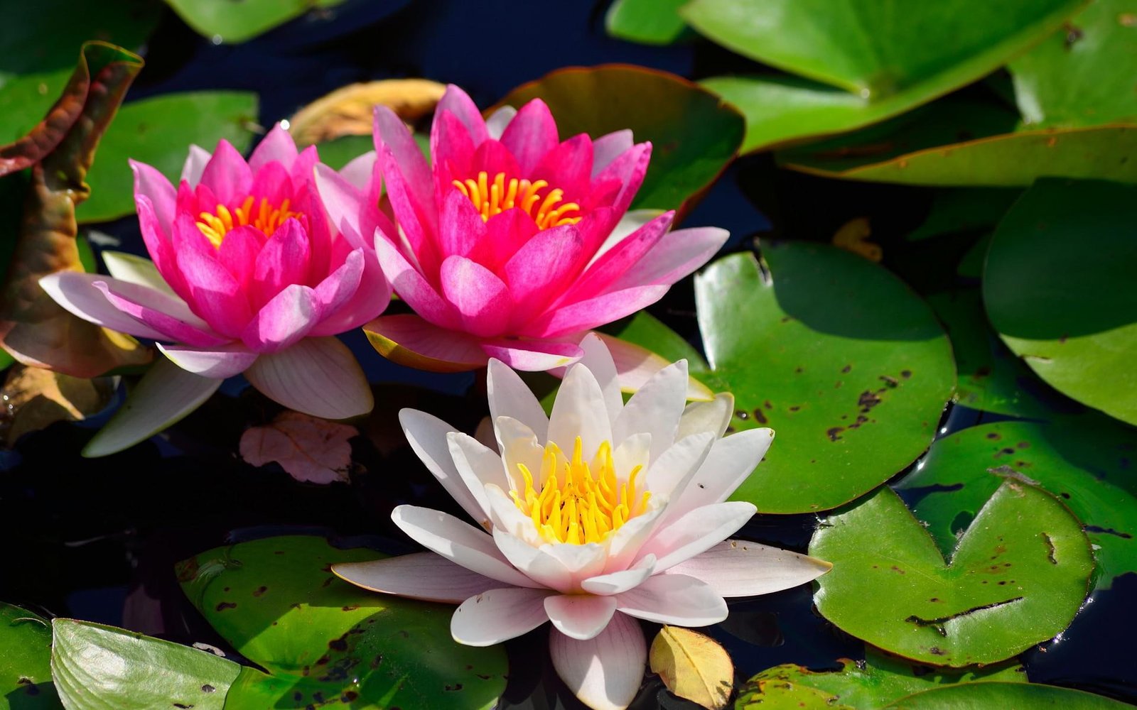 Nature Flowers Lily Lilies Plants Petals Color Contrast High Resolution Pictures 2k