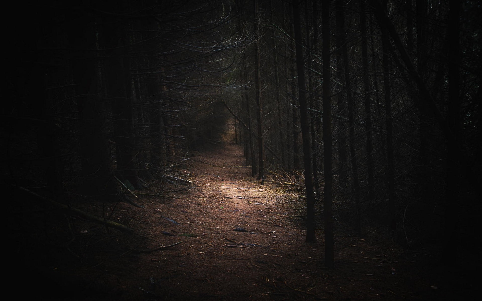 nature landscape dark forest Germany path daylight trees 2k