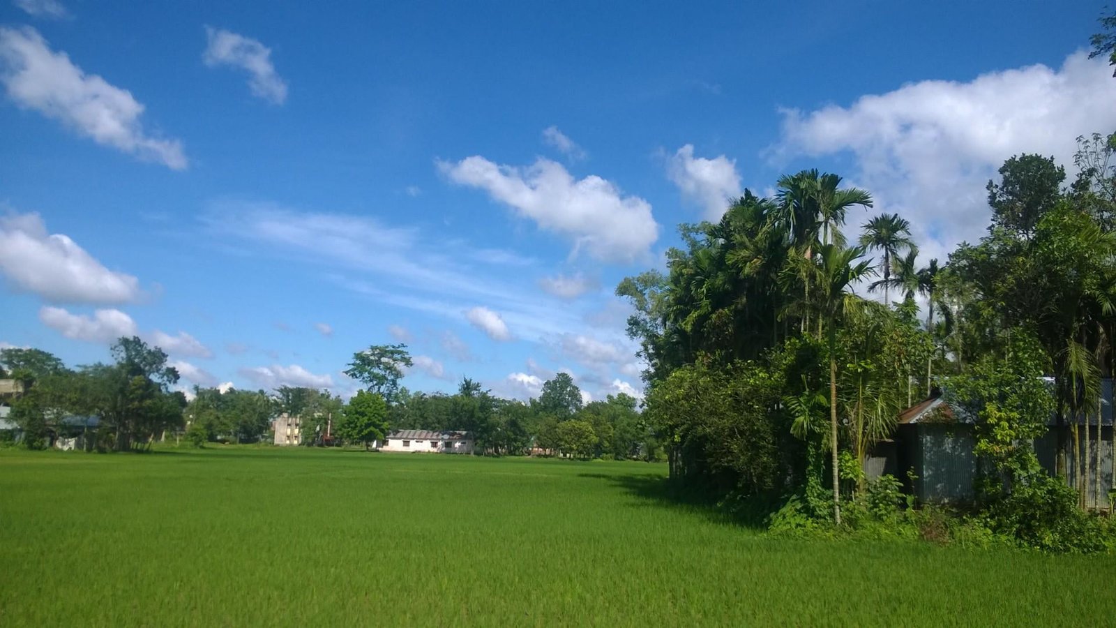 nature village purbodhala bangladesh plant tree sky green color 2k