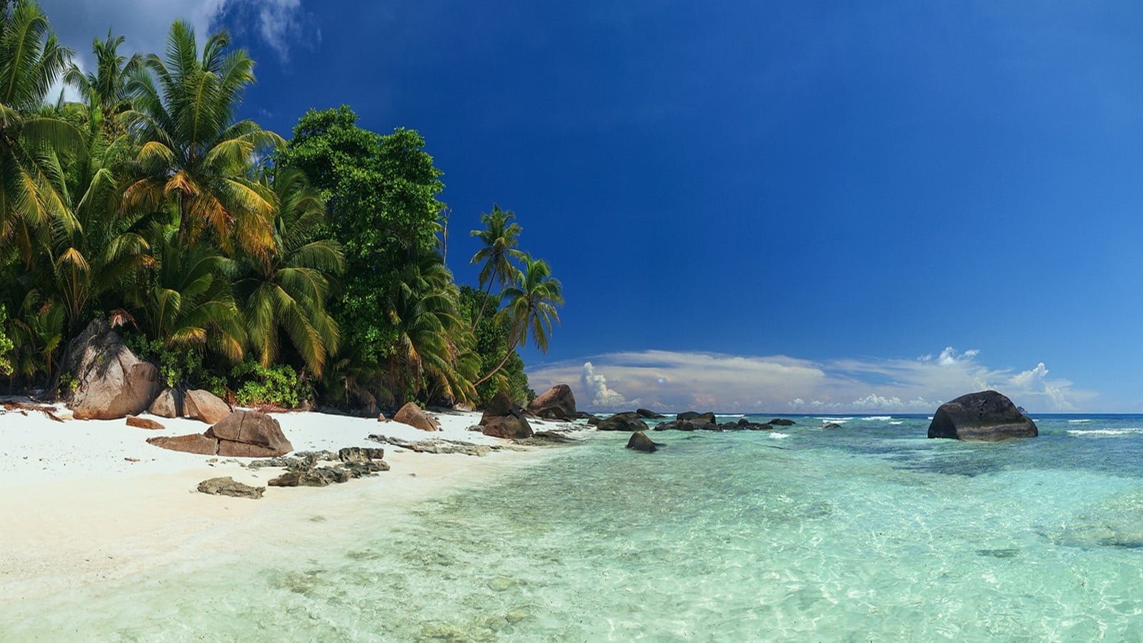 person showing beach during daytime landscape nature palm trees 2k