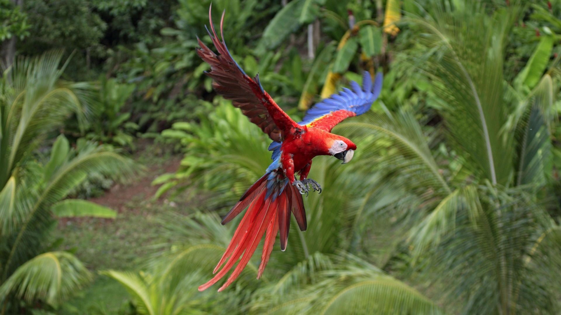 red and blue parrot macaws animals nature birds animal themes 2k